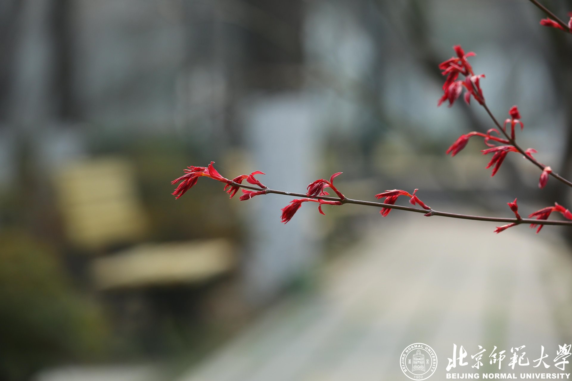 今天宅在家里的你是否惦念着那一丛丛的