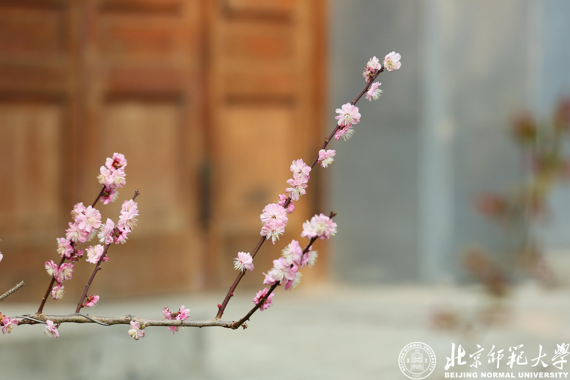 同题参见犹记得北师大花团锦簇的春天