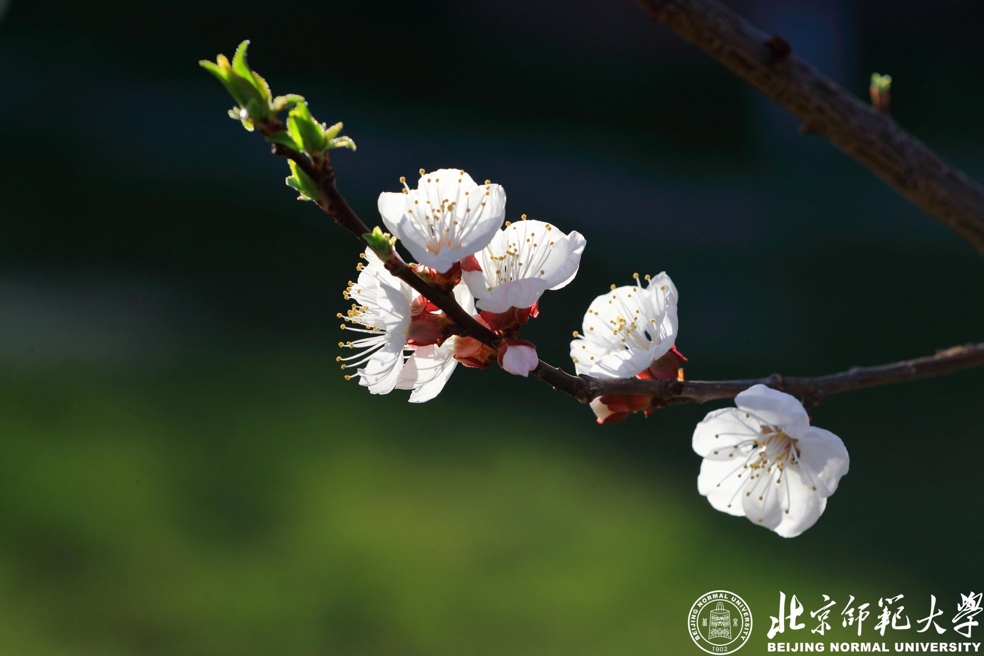 回忆起那个与你一同赏花的人.....