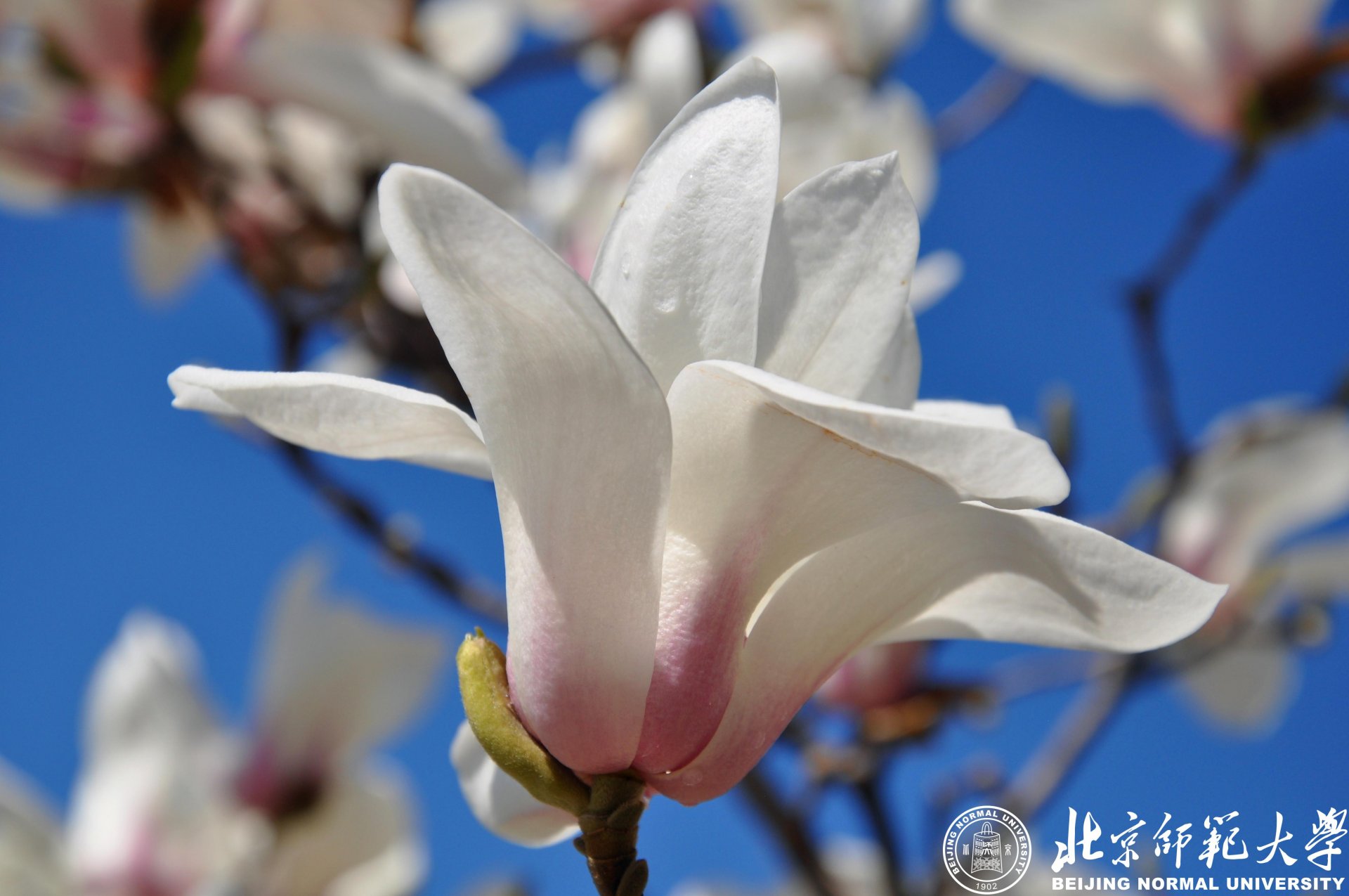 因此是否想念着漫步在北师大的闲适时光